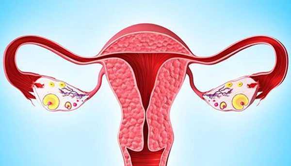 子宫颈切除怀孕的_卵巢早衰试管三代_试管移植胚胎着床过程图