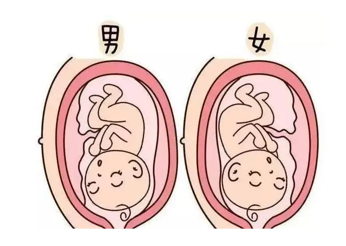 广州供卵代怀哪家专业 广州做试管婴儿需要多少钱 ‘胎囊3个值看男女准吗’